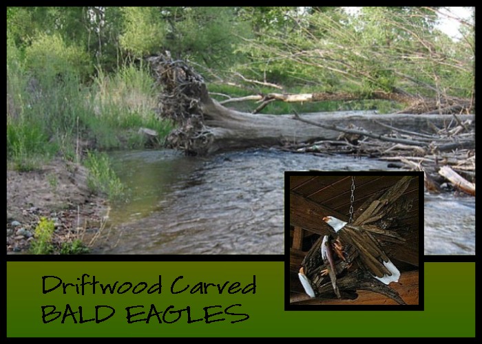 Wildlife Intentions: Bald eagles